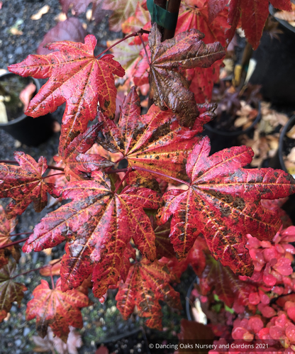 Trees ~ Acer circinatum 'Burgundy Jewel', Burgundy Jewel Vine Maple ~ Dancing Oaks Nursery and Gardens ~ Retail Nursery ~ Mail Order Nursery