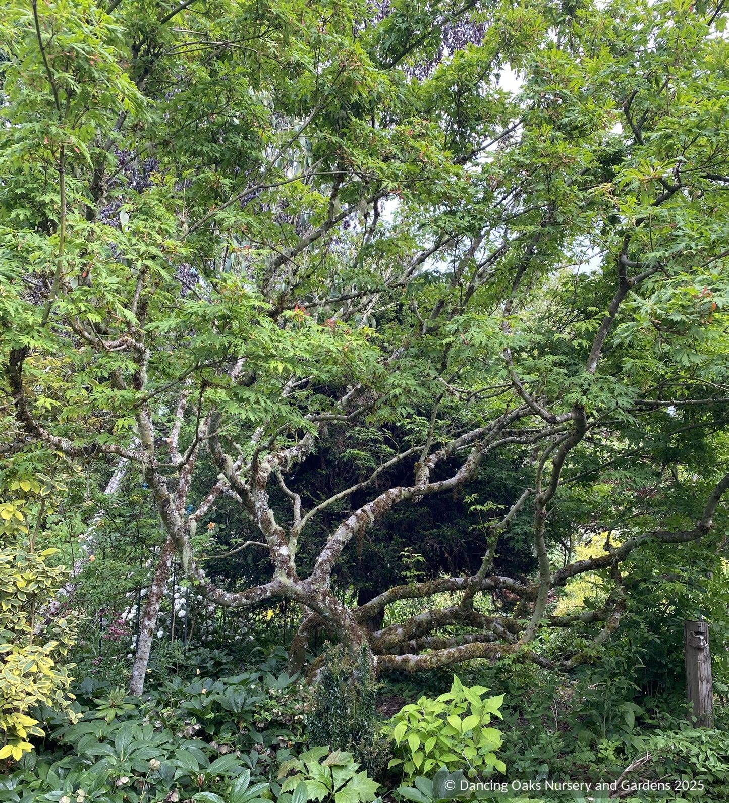 Trees ~ Acer circinatum 'Monroe', Cutleaf Vine Maple ~ Dancing Oaks Nursery and Gardens ~ Retail Nursery ~ Mail Order Nursery