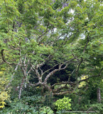 Trees ~ Acer circinatum 'Monroe', Cutleaf Vine Maple ~ Dancing Oaks Nursery and Gardens ~ Retail Nursery ~ Mail Order Nursery