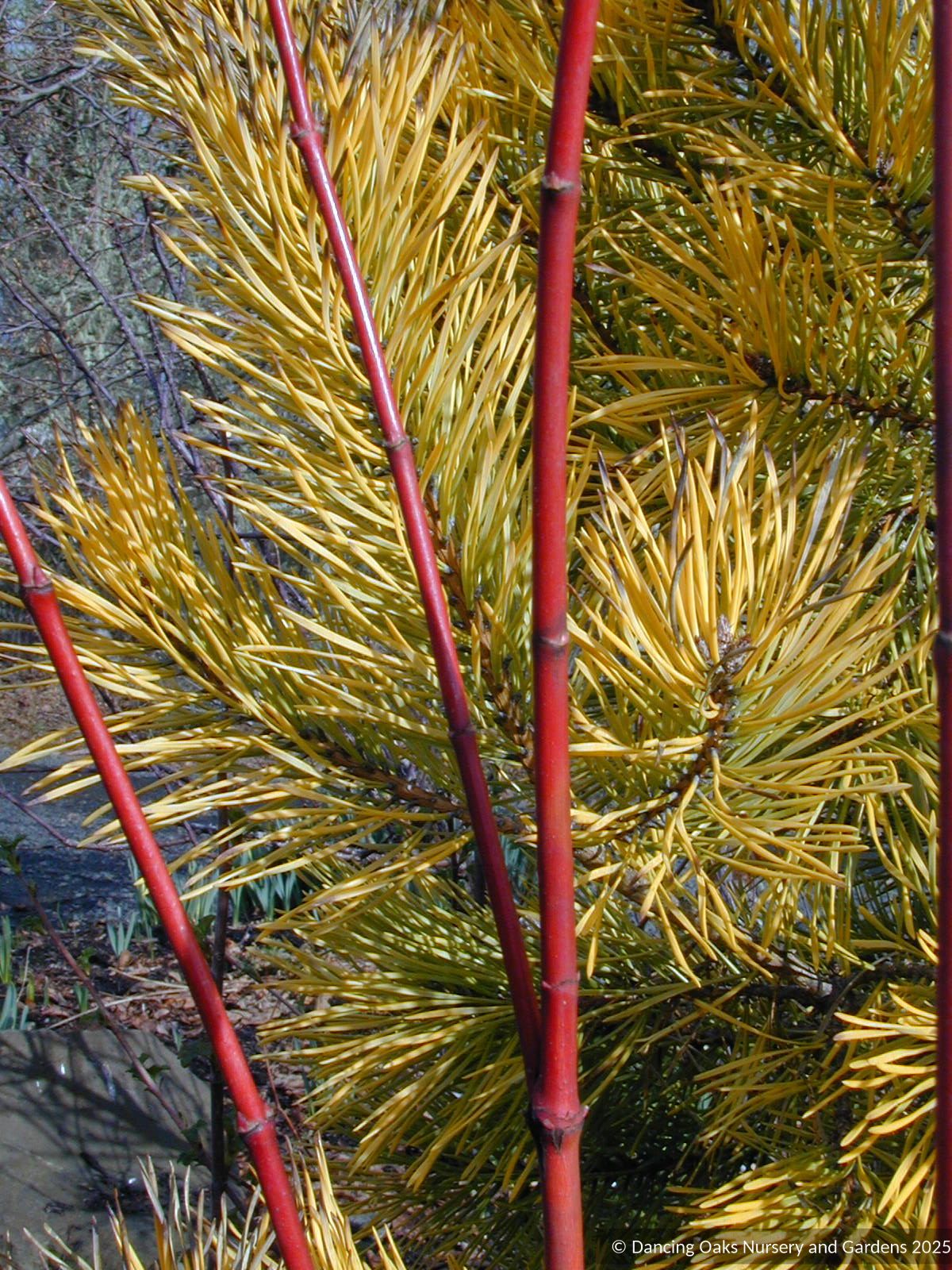 Trees ~ Acer circinatum 'Pacific Fire', Red Twig Vine Maple ~ Dancing Oaks Nursery and Gardens ~ Retail Nursery ~ Mail Order Nursery