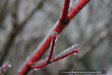 Trees ~ Acer circinatum 'Pacific Fire', Red Twig Vine Maple ~ Dancing Oaks Nursery and Gardens ~ Retail Nursery ~ Mail Order Nursery