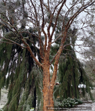 Trees ~ Acer griseum, Paperbark Maple ~ Dancing Oaks Nursery and Gardens ~ Retail Nursery ~ Mail Order Nursery