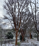 Trees ~ Acer griseum, Paperbark Maple ~ Dancing Oaks Nursery and Gardens ~ Retail Nursery ~ Mail Order Nursery