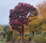 Acer griseum, Paperbark Maple