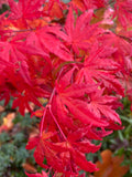 Trees ~ Acer palmatum 'Yama Nishiki', Snow Peak Japanese Maple ~ Dancing Oaks Nursery and Gardens ~ Retail Nursery ~ Mail Order Nursery