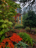 Trees ~ Japanese Maples~Acer japonicum 'Fairy Lights'~ Dancing Oaks Nursery and Gardens ~ Retail Nursery ~ Mail Order Nursery