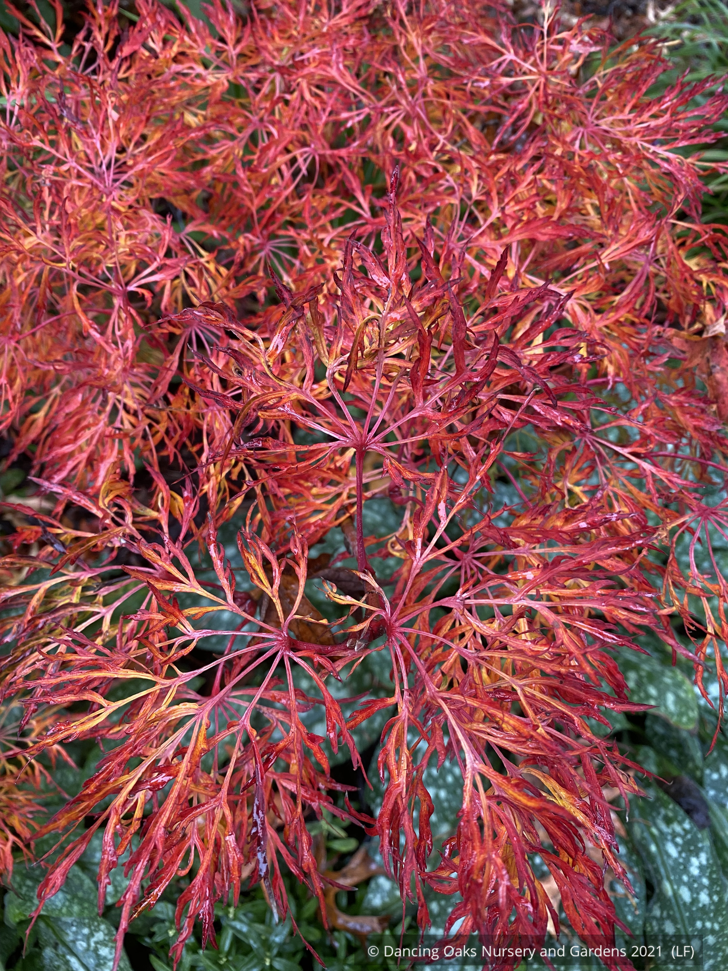 Trees ~ Japanese Maples~Acer japonicum 'Fairy Lights', Japanese Maple~ Dancing Oaks Nursery and Gardens ~ Retail Nursery ~ Mail Order Nursery