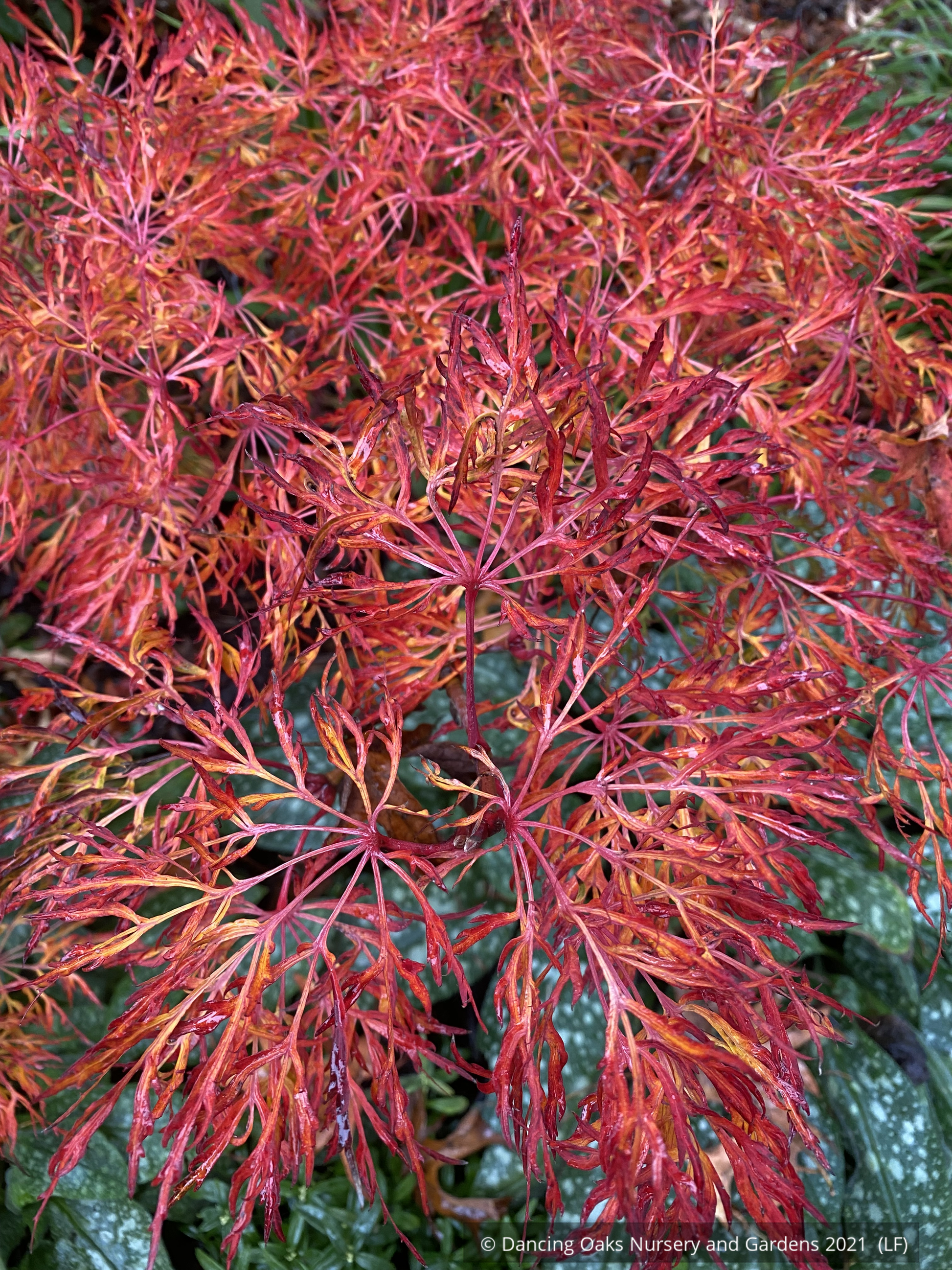 Trees ~ Japanese Maples~Acer japonicum 'Fairy Lights', Japanese Maple~ Dancing Oaks Nursery and Gardens ~ Retail Nursery ~ Mail Order Nursery