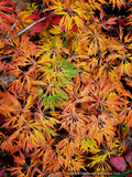 Trees ~ Acer japonicum 'Oregon Fern', Japanese Maple ~ Dancing Oaks Nursery and Gardens ~ Retail Nursery ~ Mail Order Nursery