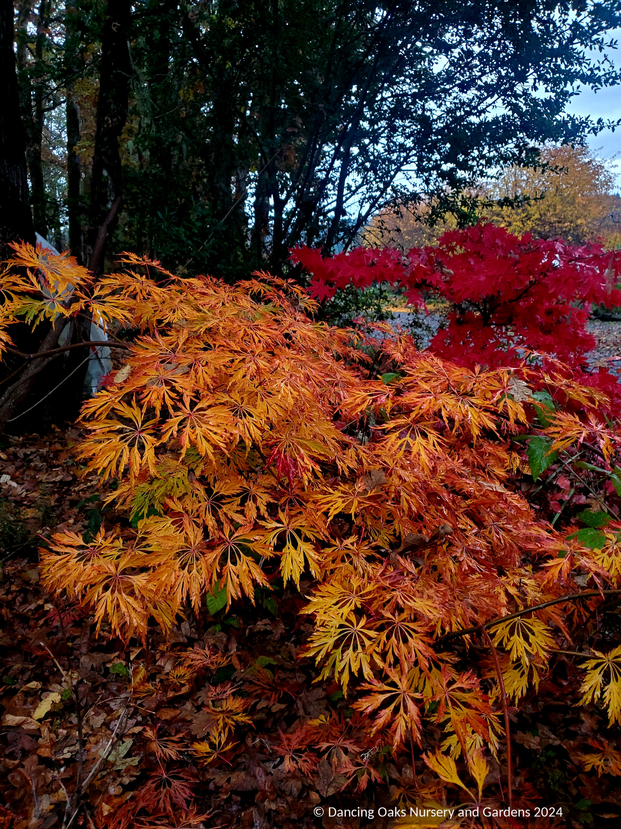 Acer japonicum 'Oregon Fern', Japanese Maple – Dancing Oaks