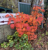 Trees ~ Acer japonicum 'Yama Kagi', Japanese Maple ~ Dancing Oaks Nursery and Gardens ~ Retail Nursery ~ Mail Order Nursery