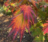 Acer japonicum 'Meigetsu', Japanese Maple