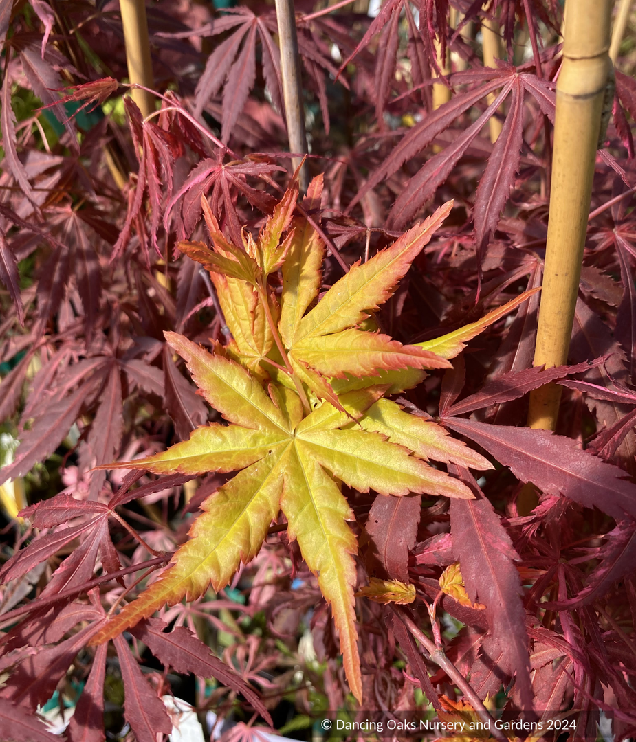 Acer palmatum 'Golden Falls', Weeping Japanese Maple