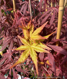 Acer palmatum 'Golden Falls', Weeping Japanese Maple