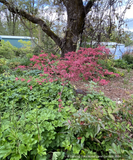 Trees ~ Acer palmatum 'Shirazz', Shirazz Variegated Japanese Maple ~ Dancing Oaks Nursery and Gardens ~ Retail Nursery ~ Mail Order Nursery