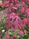 Trees ~ Acer palmatum 'Shirazz', Shirazz Variegated Japanese Maple ~ Dancing Oaks Nursery and Gardens ~ Retail Nursery ~ Mail Order Nursery