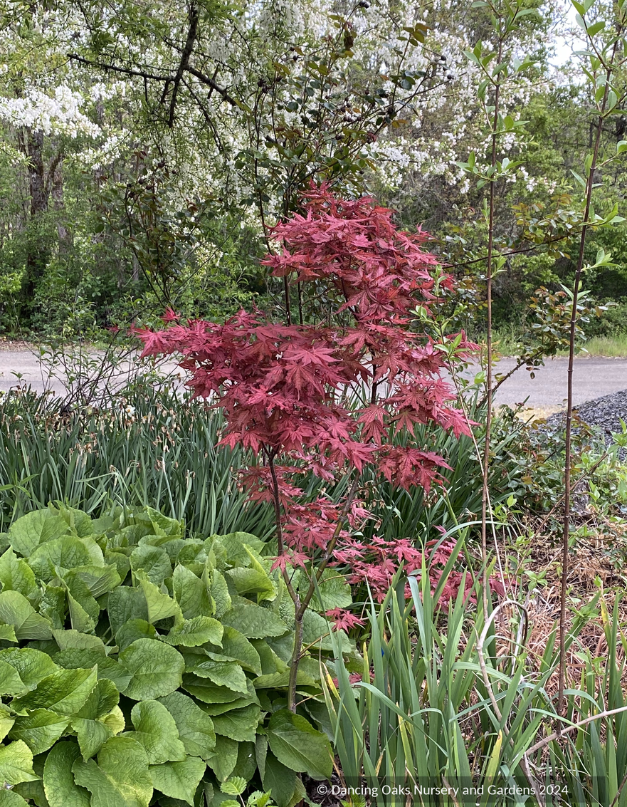 Trees ~ Acer palmatum 'Celebration', Japanese Maple ~ Dancing Oaks Nursery and Gardens ~ Retail Nursery ~ Mail Order Nursery