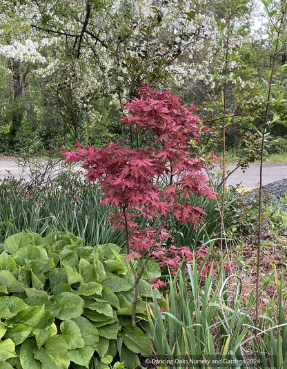 Trees ~ Acer palmatum 'Celebration', Japanese Maple ~ Dancing Oaks Nursery and Gardens ~ Retail Nursery ~ Mail Order Nursery