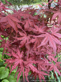 Trees ~ Acer palmatum 'Celebration', Japanese Maple ~ Dancing Oaks Nursery and Gardens ~ Retail Nursery ~ Mail Order Nursery