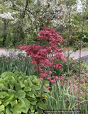 Trees ~ Acer palmatum 'Celebration', Japanese Maple ~ Dancing Oaks Nursery and Gardens ~ Retail Nursery ~ Mail Order Nursery