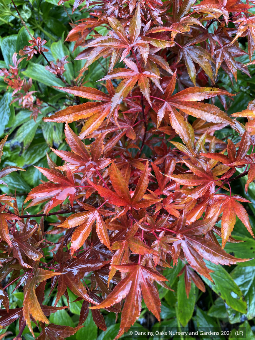 Trees ~ Acer palmatum 'Alpine Sunrise', Dwarf Japanese Maple~ Dancing Oaks Nursery and Gardens ~ Retail Nursery ~ Mail Order Nursery