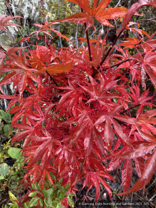 Trees ~ Acer palmatum 'Alpine Sunrise', Dwarf Japanese Maple~ Dancing Oaks Nursery and Gardens ~ Retail Nursery ~ Mail Order Nursery