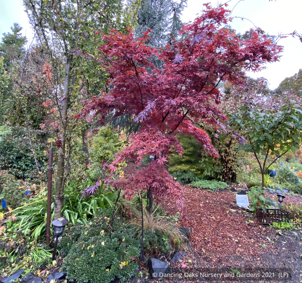 Trees ~ Acer palmatum 'Amagi shigure', Dwarf Japanese Maple ~ Dancing Oaks Nursery and Gardens ~ Retail Nursery ~ Mail Order Nursery