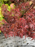 Acer palmatum dissectum 'Scarlet Princess', Dwarf Weeping Japanese Maple