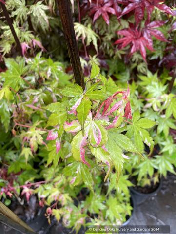 Acer palmatum 'Cotton Candy', Pink Variegated Japanese Maple