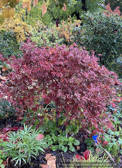 Trees ~ Acer palmatum 'Fred's Wild Dream', Japanese Maple ~ Dancing Oaks Nursery and Gardens ~ Retail Nursery ~ Mail Order Nursery