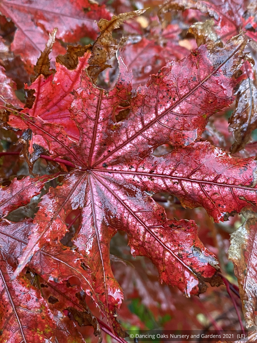 Trees ~ Acer palmatum 'Fred's Wild Dream', Japanese Maple ~ Dancing Oaks Nursery and Gardens ~ Retail Nursery ~ Mail Order Nursery
