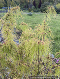 Acer palmatum 'Fred's Threads', Japanese Maple