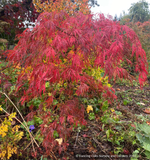 Trees ~ Acer palmatum 'Hana Matoi', Dissected Japanese Maple ~ Dancing Oaks Nursery and Gardens ~ Retail Nursery ~ Mail Order Nursery