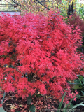 Acer palmatum 'Kuro Hime', Dwarf Japanese Maple