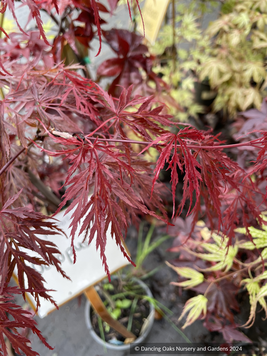 Acer palmatum 'Octopus', Weeping Japanese Maple