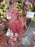 Warm and cheery red of spring foliage on 'Octopus' Weeping Japanese Maple. Leaves are dissected first palmately all the way to petiole with lobes expanding and becoming pinnately incised for the distal two thirds of each lobe length.