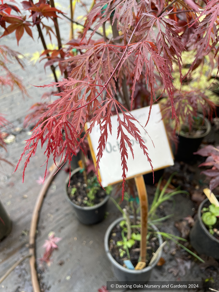 Acer palmatum 'Octopus', Weeping Japanese Maple – Dancing Oaks Nursery ...