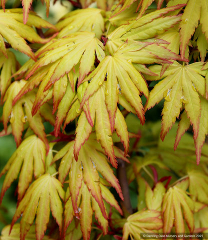 Acer palmatum 'Orange Dream', Japanese Maple