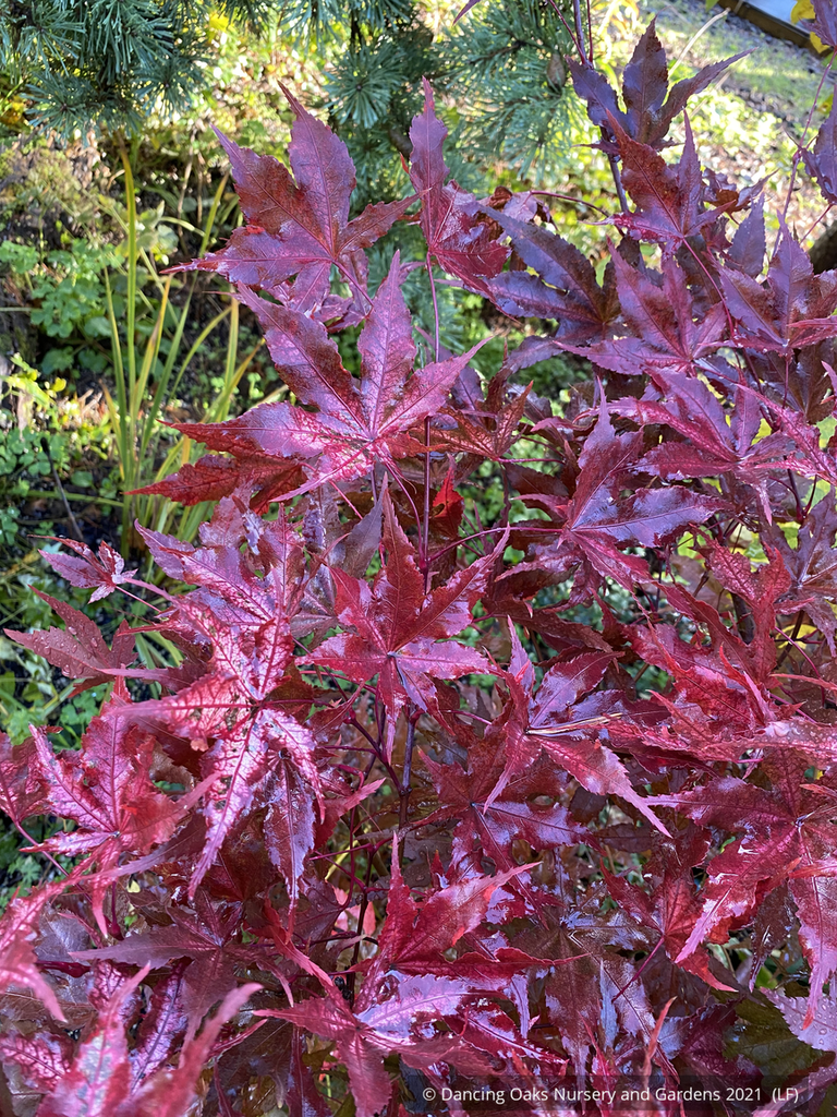 Acer palmatum 'Pastel', Japanese Maple Dancing Oaks Nursery and Gardens