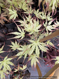 Acer palmatum Japanese Maple Variegated. Spring foliage showing lush green veination contrasting against ivory white palmate leaves with elongated flame-tipped lobes.
