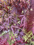 Acer palmatum 'Pung Kil', Japanese Maple