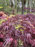 Acer palmatum 'Pung Kil', Japanese Maple