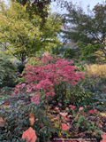 Trees ~ Acer palmatum 'Shirazz', Shirazz Variegated Japanese Maple ~ Dancing Oaks Nursery and Gardens ~ Retail Nursery ~ Mail Order Nursery