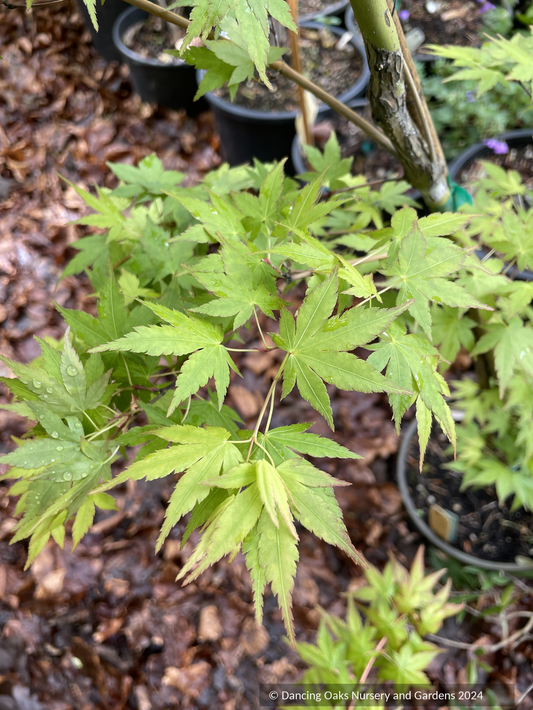 Acer palmatum 'Tsukasa Silhouette', Japanese Maple