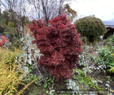 Trees ~ Acer palmatum 'Twombley's Red Sentinel', Japanese Maple ~ Dancing Oaks Nursery and Gardens ~ Retail Nursery ~ Mail Order Nursery