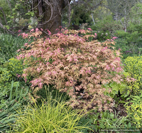 Acer palmatum 'Fred's Wild Dream', Japanese Maple