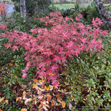 Trees ~ Acer palmatum 'Jubilee', Dwarf Japanese Maple ~ Dancing Oaks Nursery and Gardens ~ Retail Nursery ~ Mail Order Nursery