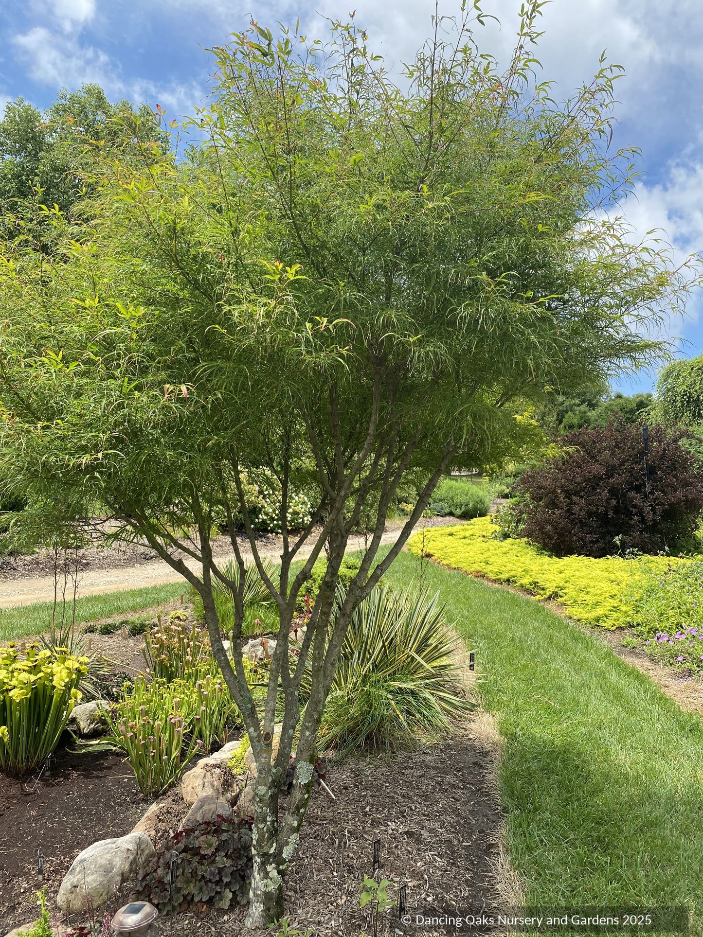 Acer palmatum 'Koto No Ito', Japanese Maple