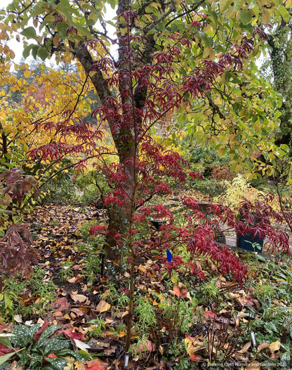 Trees ~ Acer palmatum 'Peve Starfish', Japanese Maple ~ Dancing Oaks Nursery and Gardens ~ Retail Nursery ~ Mail Order Nursery