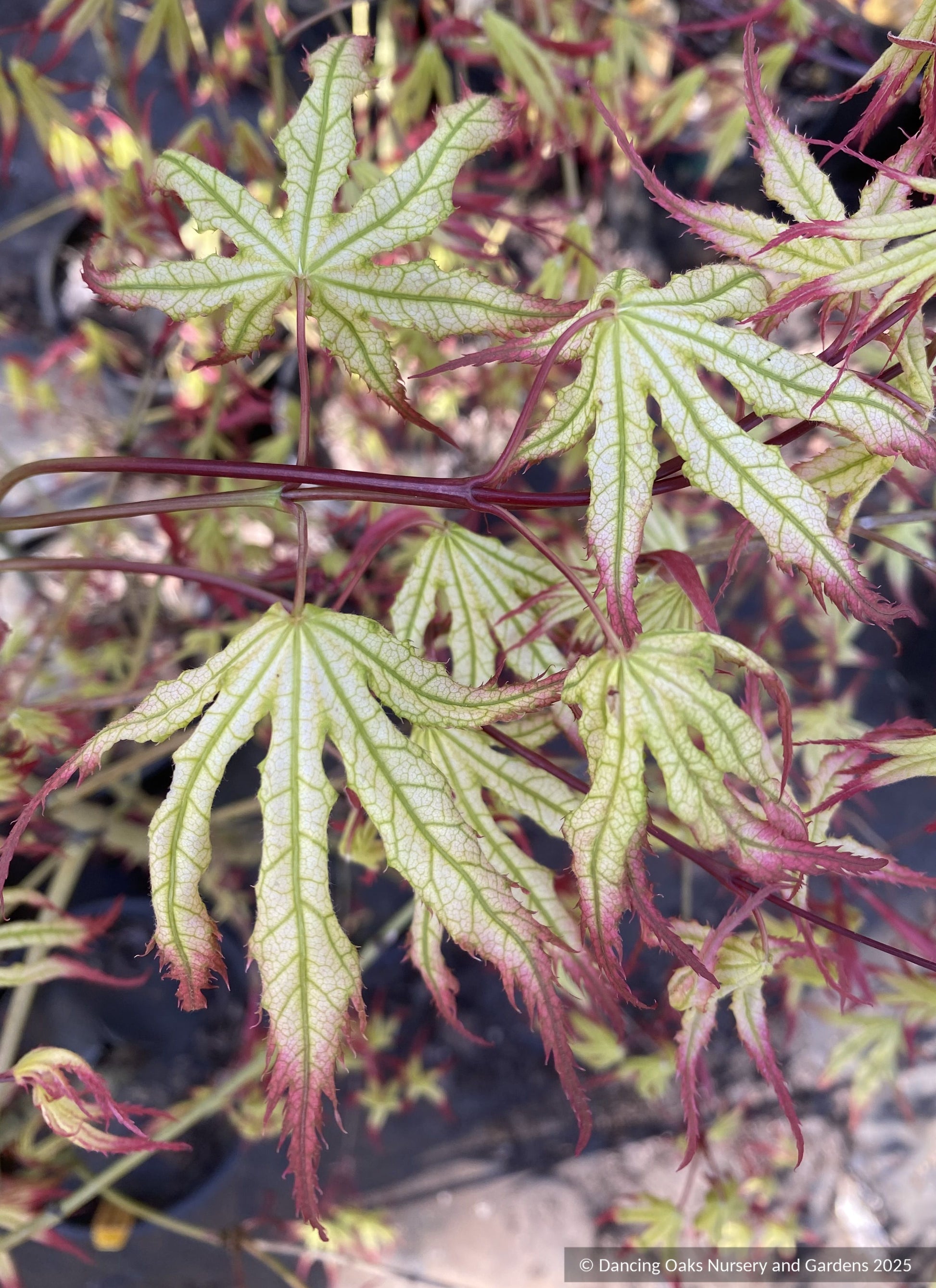 Trees ~ Acer palmatum 'Phantom Flame', Japanese Maple ~ Dancing Oaks Nursery and Gardens ~ Retail Nursery ~ Mail Order Nursery